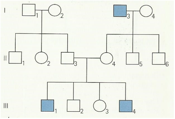 &aacute;rbol geneal&oacute;gico