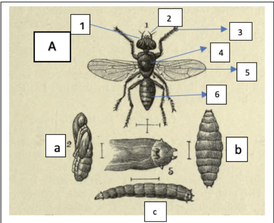 dibujo de un insecto y  de la metamorfosis