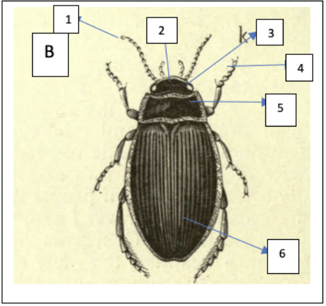 dibujo de un insecto parecido a un escarabajo