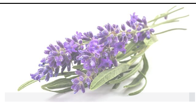 flores de lavanda