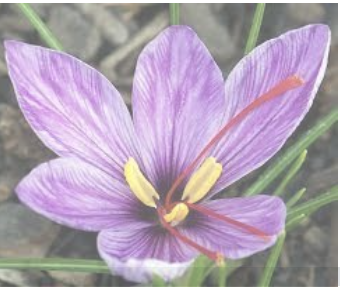 flor de azafr&aacute;n