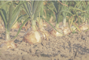 planta de la cebolla