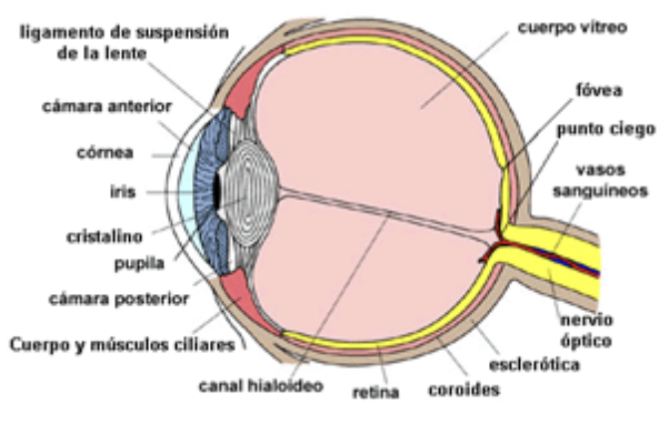 Imagen con las  partes del ojo 