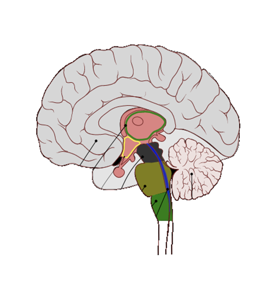 Dibujo enc&eacute;falo