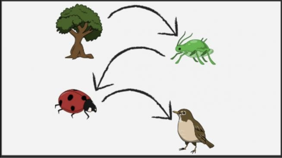 Dibujo cadena alimentaria, &aacute;rbol, insectos, p&aacute;jaro