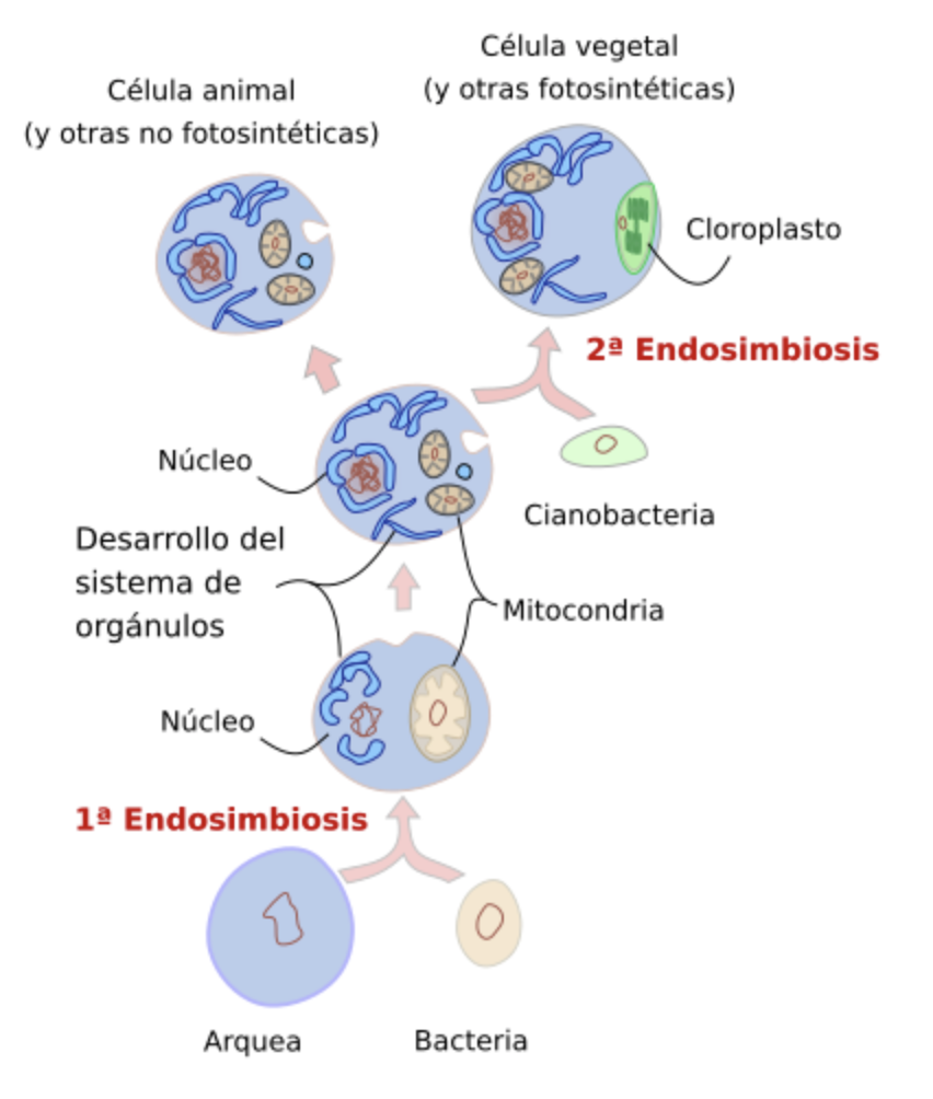 esquema de la endosimbiosis