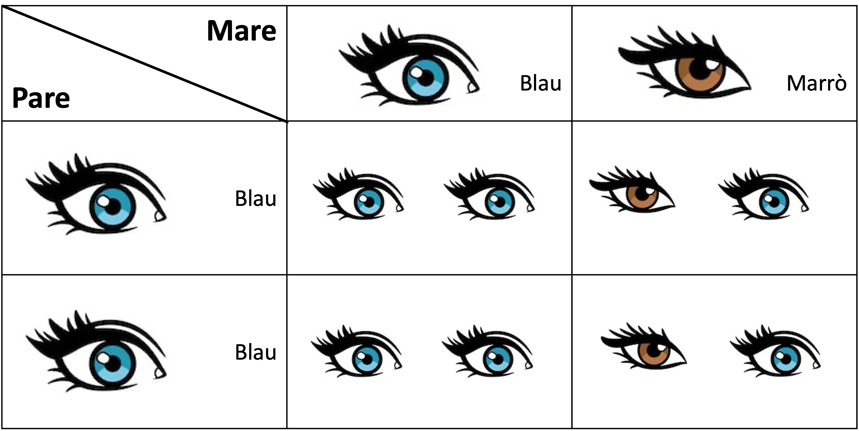 tabla con todas las opciones posibles de resultado del color de ojos  madre azul-pardo padre azul-azul