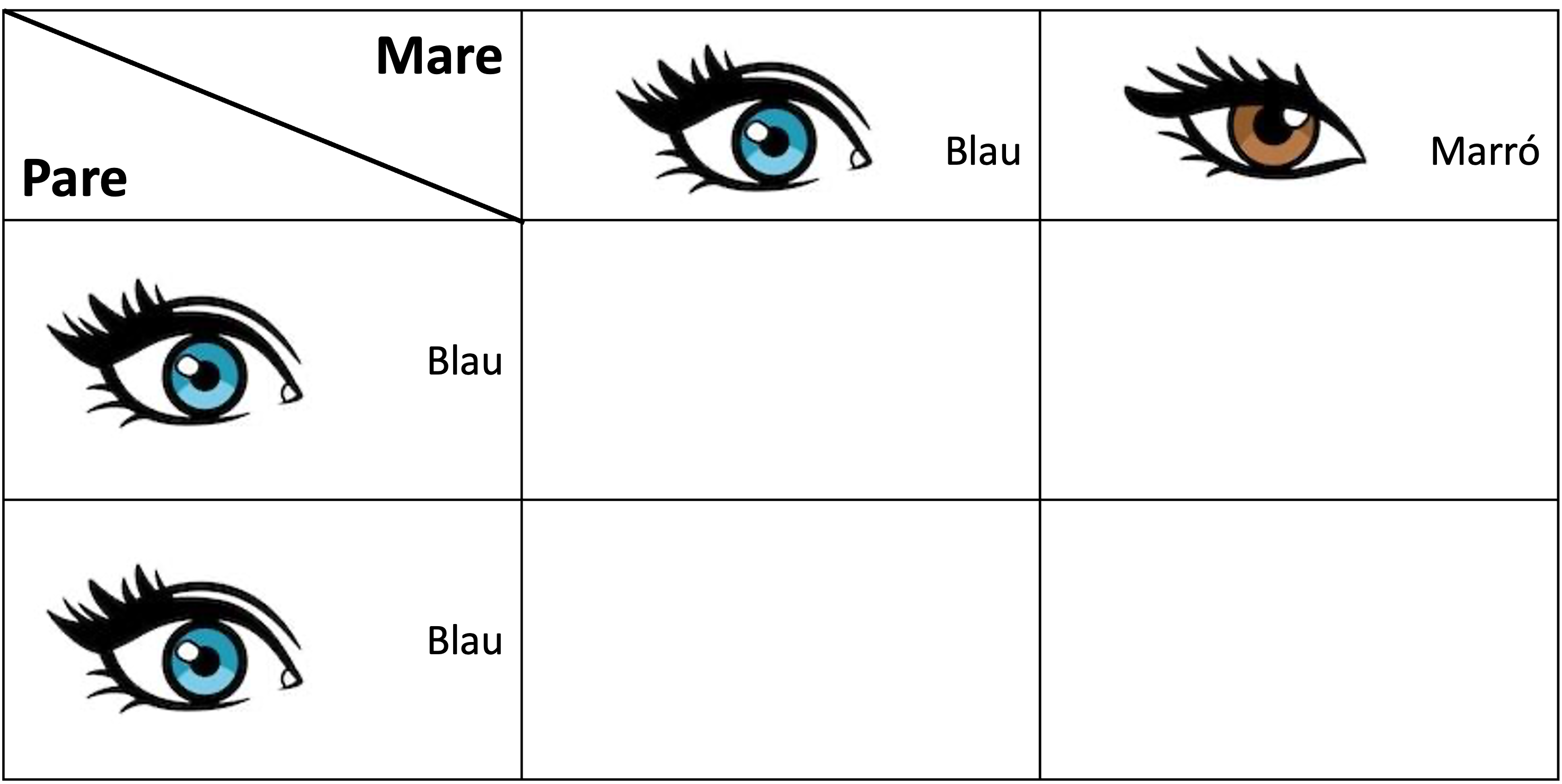 taula per omplir possibles de resultat del color dulls si mare blau-pardo pare blau-blau