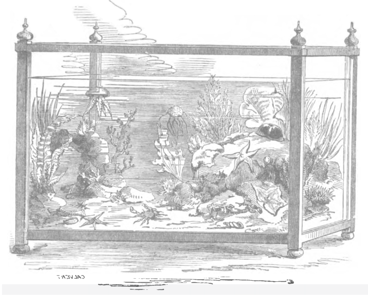 dibujo de un acuario del siglo XIX