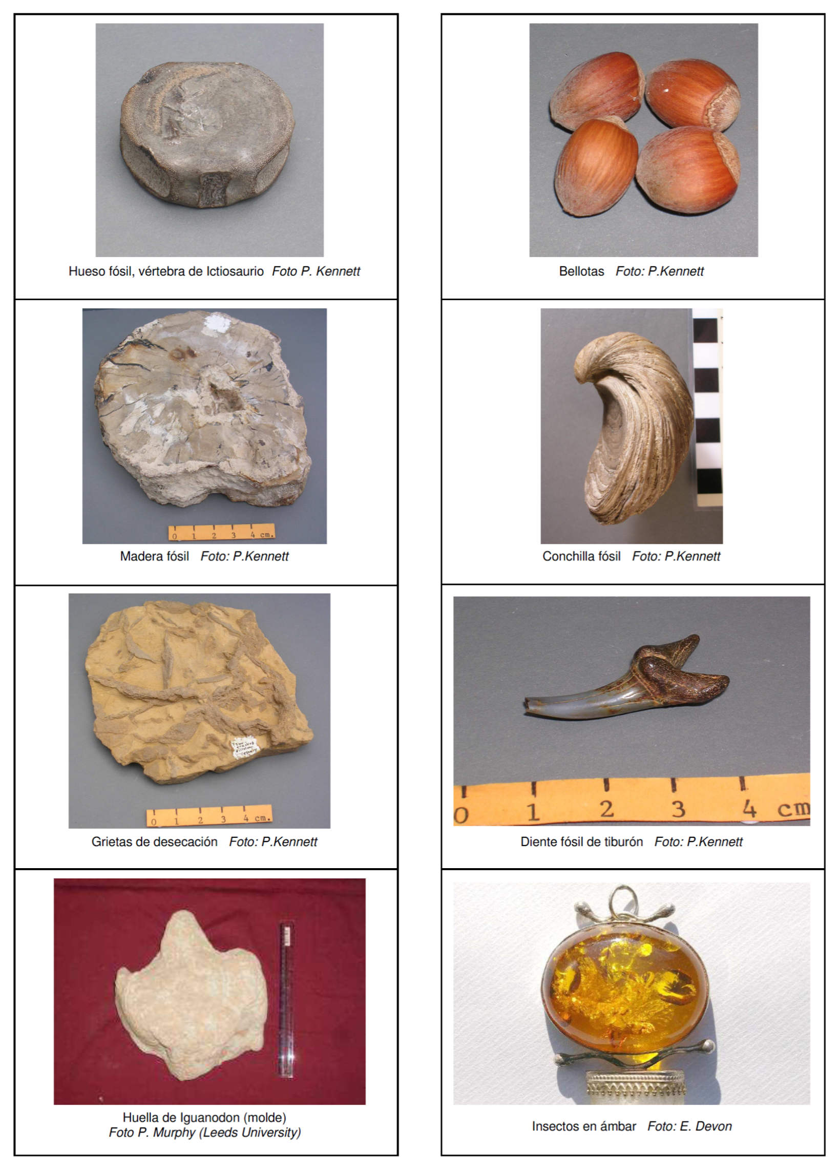 fotos para identificar f&oacute;siles