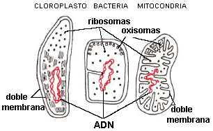 Estructura comparada de procariotas, cloroplastos y mitocondrias