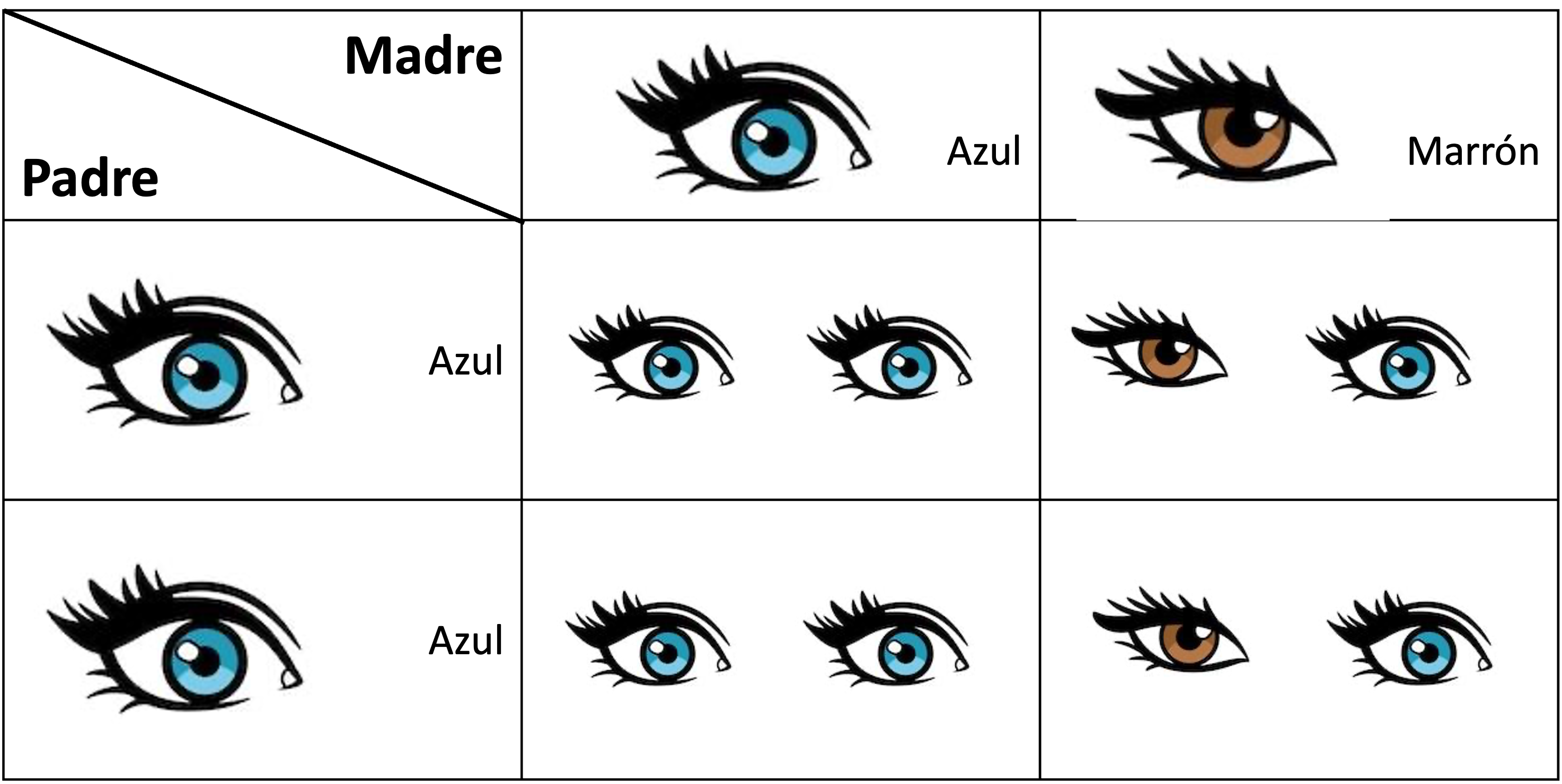tabla con todas las opciones posibles de resultado del color de ojos  madre azul-pardo padre azul-azul