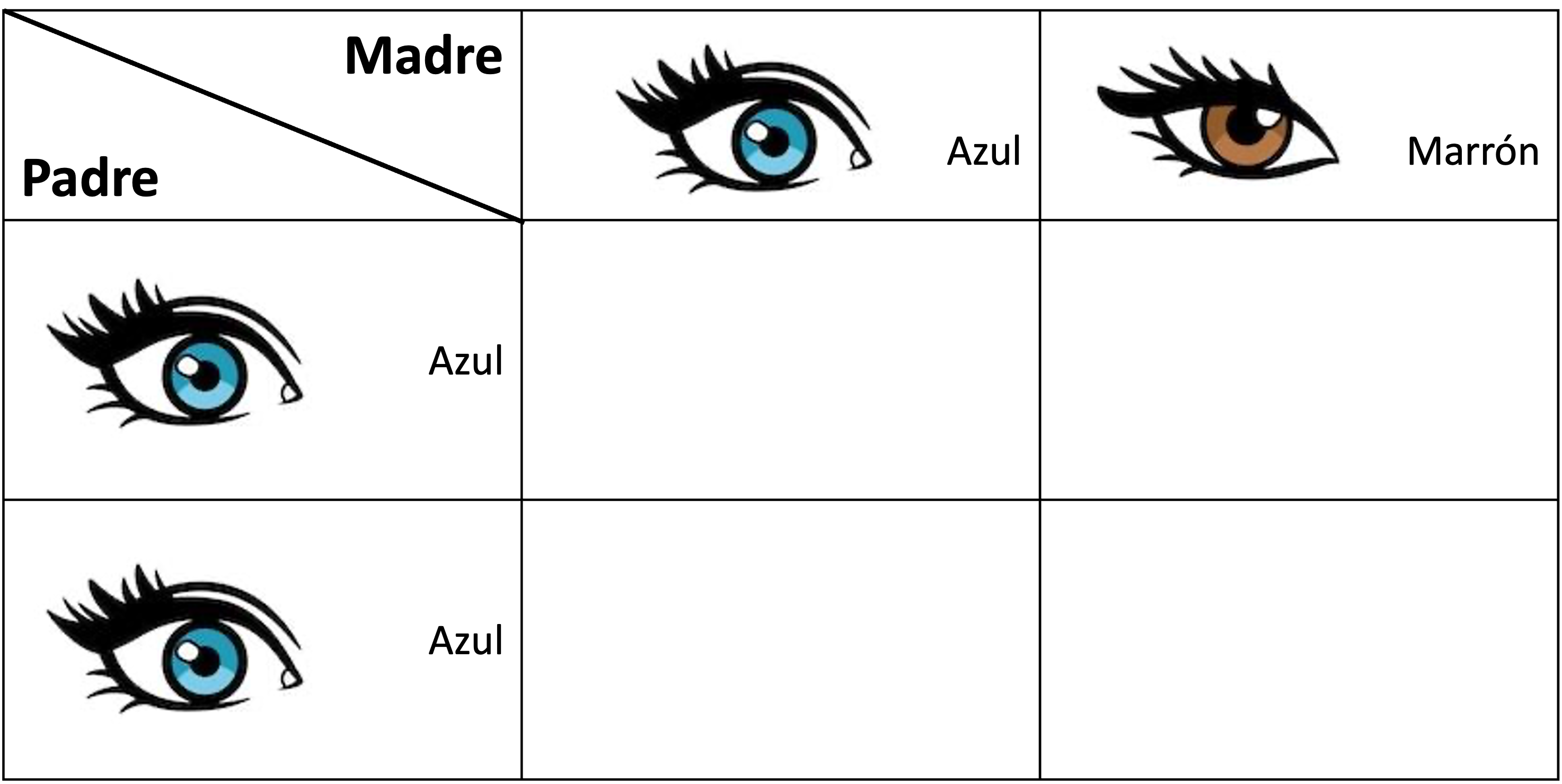 Tabla con color de ojos de padres para rellenar color de ojos descencencia
