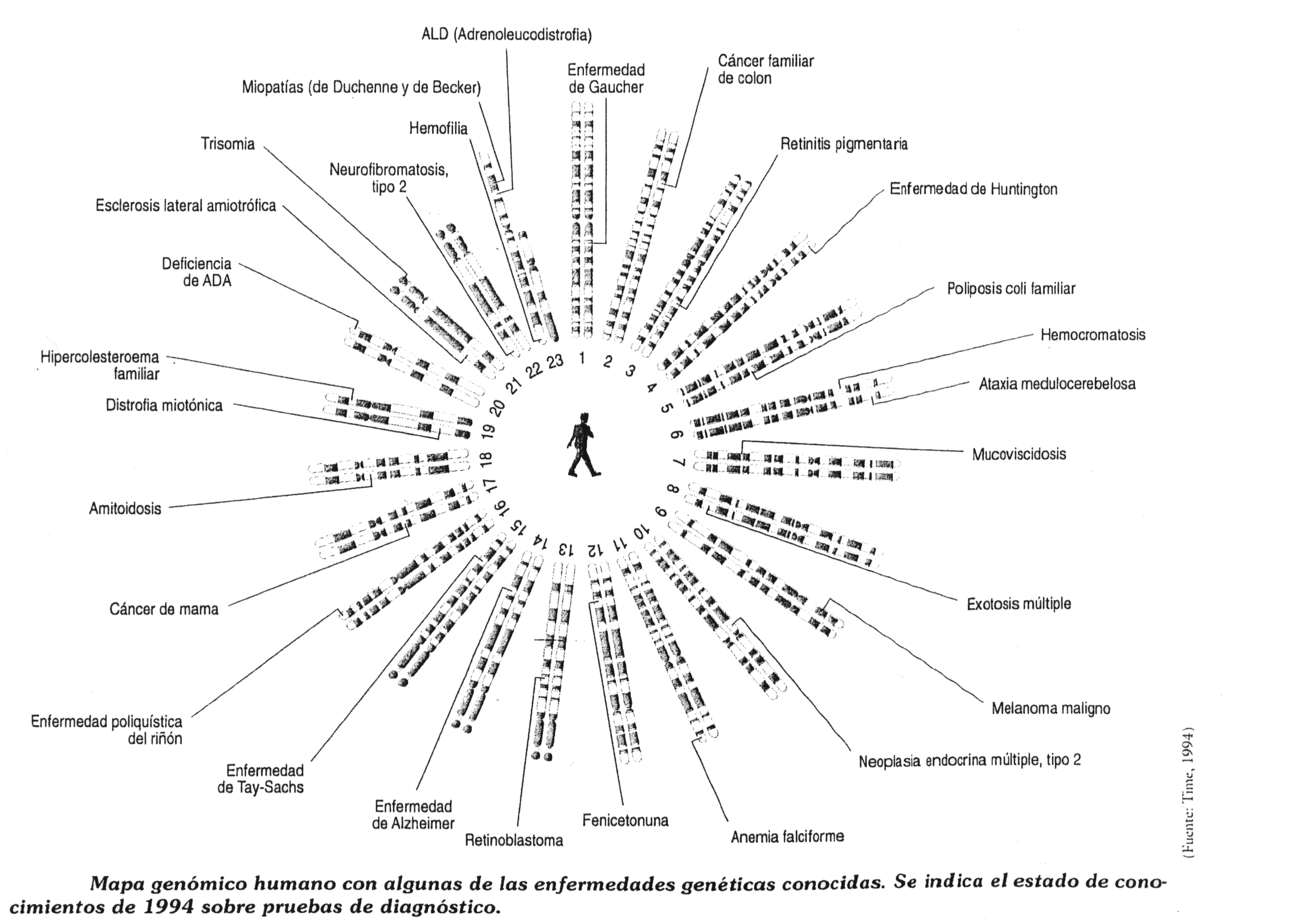 Mapa gen&oacute;mico humano. Human genomic map