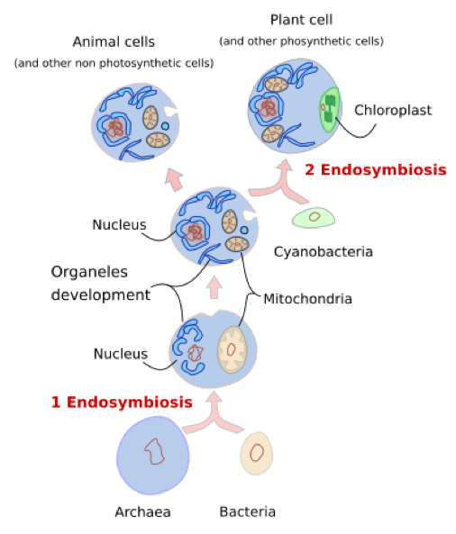 endosymbiosis