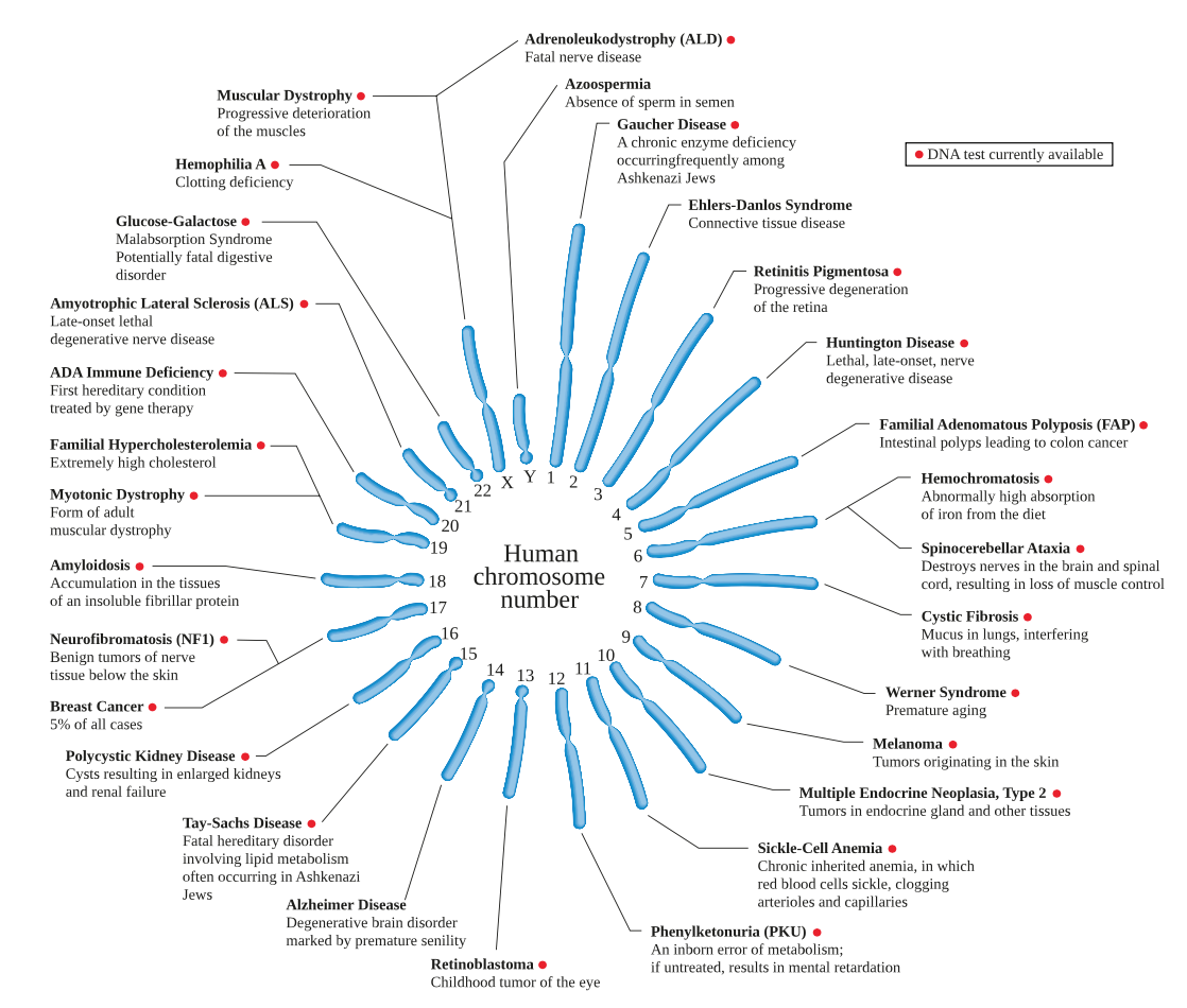 Human genomic map with some of the known genetic diseases.