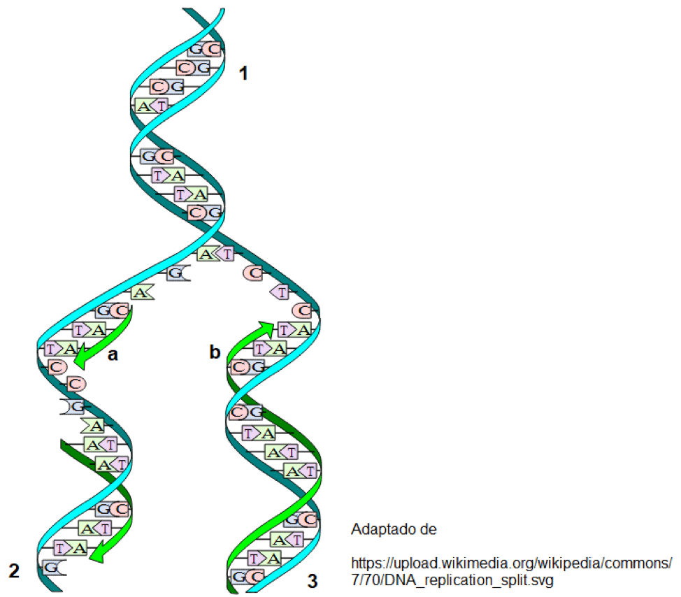 Doble h&eacute;lice de ADN